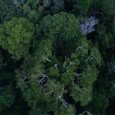 Política de cooperação com municípios reduz incêndios na Amazônia