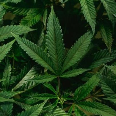 Governo Trump reclassifica maconha como substância menos perigosa