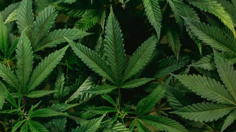 Governo Trump reclassifica maconha como substância menos perigosa