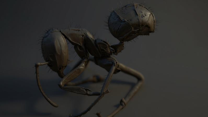 Philidris nagasau, an ant species endemic to Fiji that farms Squamellaria plants. Image by Eli M. Sarnat via AntWeb (CC BY 4.0).