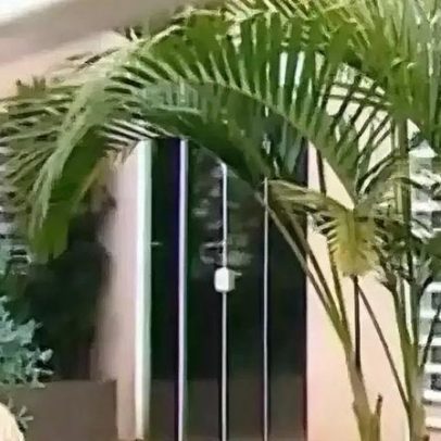 Rottweiler mata garoto de 4 anos em SC; vizinhos relatam ataque