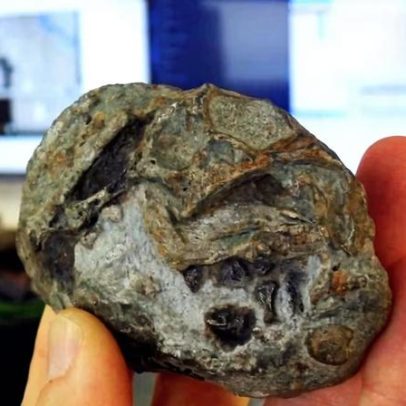 Fóssil de 250 milhões de anos indica que ancestral de mamífero botava ovo