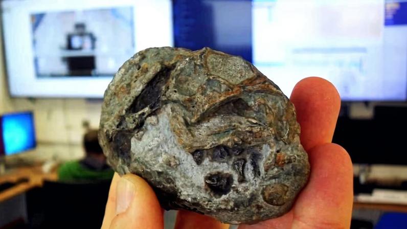 Fóssil de um embrião de Lystrosaurus