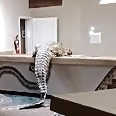 Crocodilo invade hotel de luxo na África e tenta entrar na cozinha