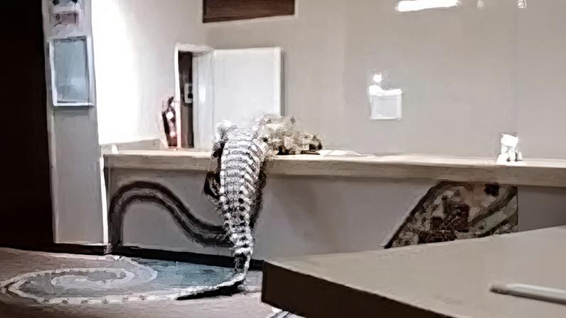 Imagem colorida, Crocodilo invade hotel de luxo na África e tenta entrar na cozinha - Metrópoles