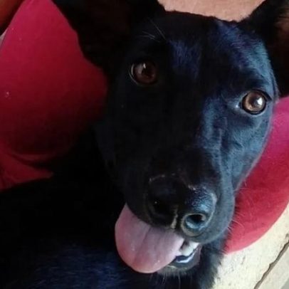 Cadela comunitária Pretinha morta a tiros no ES; suspeito é preso