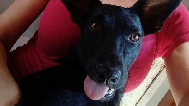 Imagem colorida, Cadela comunitária "Pretinha" é morta a tiros no ES; suspeito é preso - Metrópoles