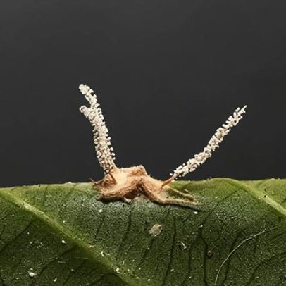 Fungo parasita que transforma aranha em zumbi é descoberto em MG