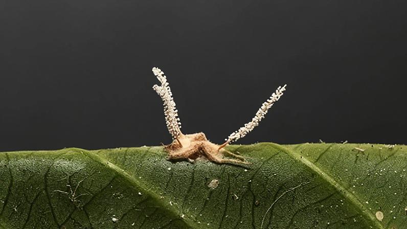 Nova espécie de fungo parasita de aranha, Gibellula mineira, descoberta na Mata da Biologia