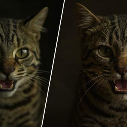 Menor felino selvagem do Brasil é filmado em Porto Alegre; entenda a ameaça