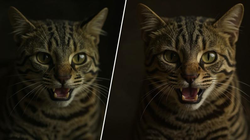 Classificado como vulnerável à extinção, o gato-do-mato-pequeno enfrenta ameaças como perda de habitat, atropelamentos e riscos genéticos.