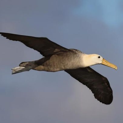 Metade das aves marinhas declina; proteger rotas de voo marinhas pode salvá-las