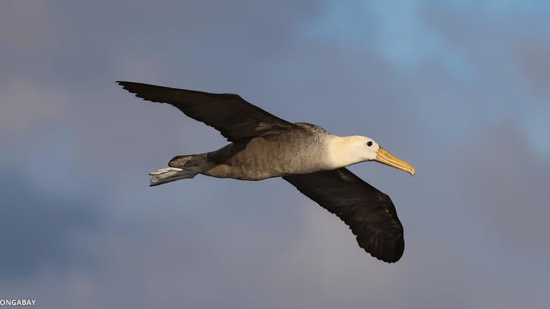 Metade das aves marinhas declina; proteger rotas de voo marinhas pode salvá-las