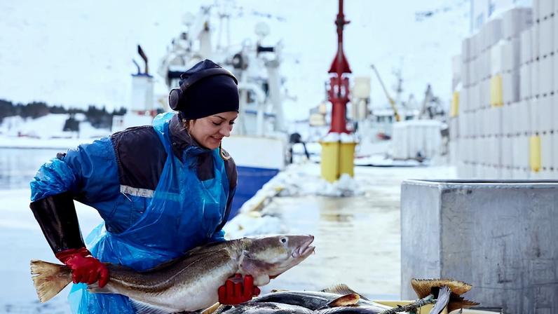Foto do Gadus morhua, conhecido com o autêntico bacalhau da Noruega. Mais de 34 milhões de refeições com peixes noruegueses são servidas diariamente em mais de 140 países no mundo