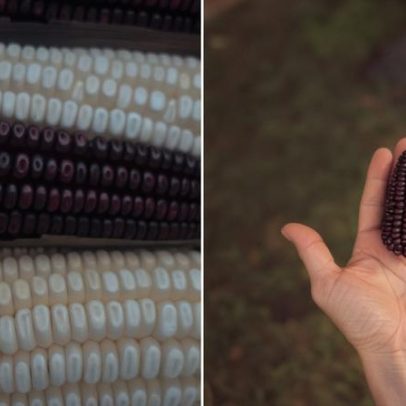 Dia do Milho: como o grão moldou culturas e inspira chefs latino-americanos