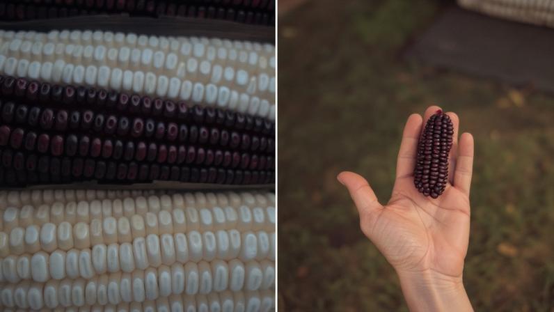 Projeto Crioulo: grãos de origem milenar e ancestral têm sabor mais intenso e são plantados na região de Capim Branco, em Minas Gerais