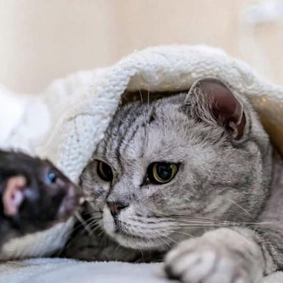 Gato e rato: sete mitos e verdades sobre a relação entre esses animais