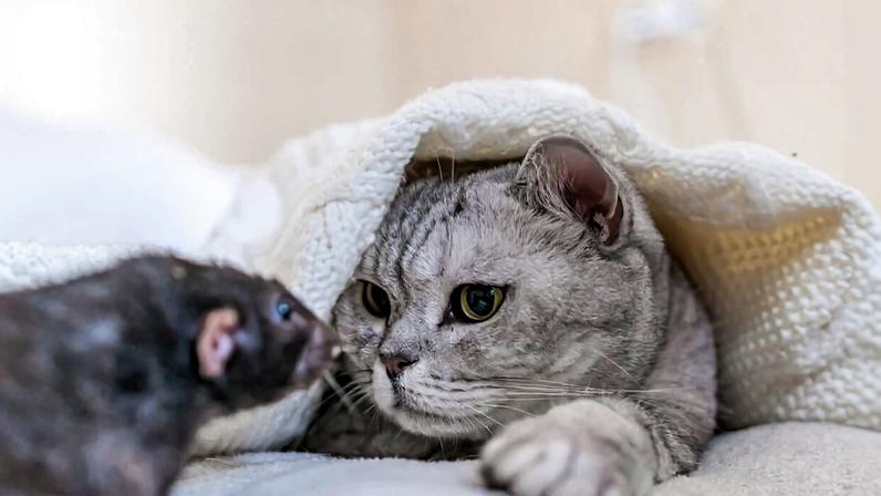 Gato e rato: sete mitos e verdades sobre a relação entre esses animais
