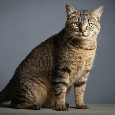 Gatos tigrados: 6 raças com pelagem distinta