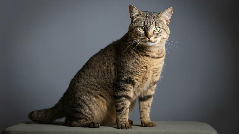Gatos com pelagem tigrada chamam atenção por seu visual marcante e elegante