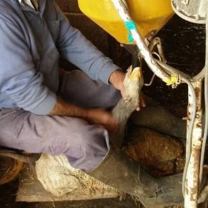 Foie gras pode ser considerado maus-tratos a animais no Brasil