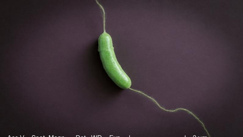 A bactéria Vibrio vulnificus