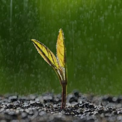Sementes ouvem chuva e som acelera germinação, aponta estudo do MIT