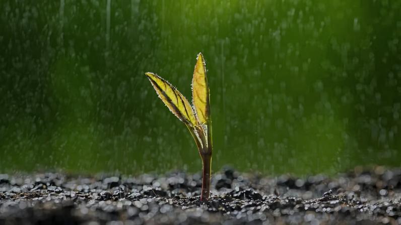 Semente germinando em terra molhada pela chuva — Foto: Getty Images
