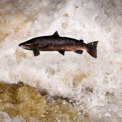Cocaína em rios muda salmões; peixes nadam 60% mais, aponta estudo