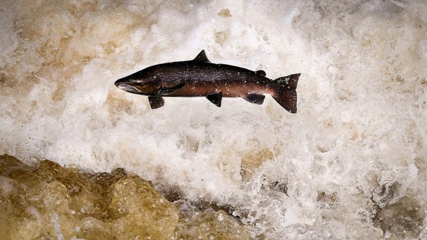 Salmão salta durante migração no rio Tay, na Escócia; espécie é conhecida por percorrer longas distâncias em água doce, comportamento que pode ser alterado pela presença de contaminantes químicos.