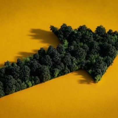 Restauração florestal no Brasil requer governança; ES dá passo decisivo