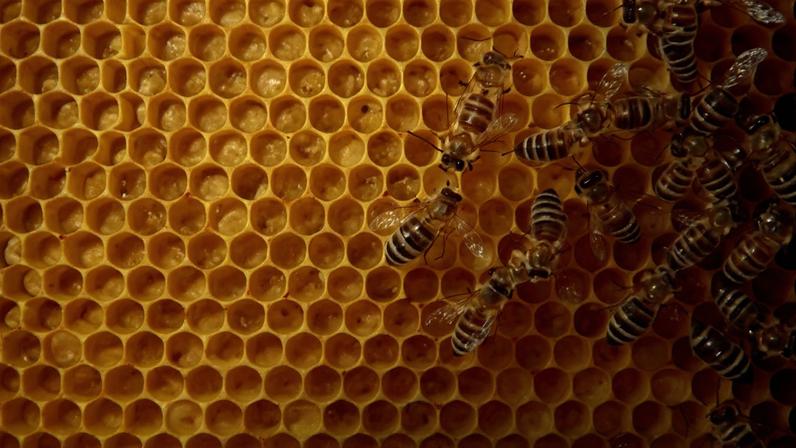 Abelhas sobre as formas geométricas dos favos de mel — Foto: Getty Images