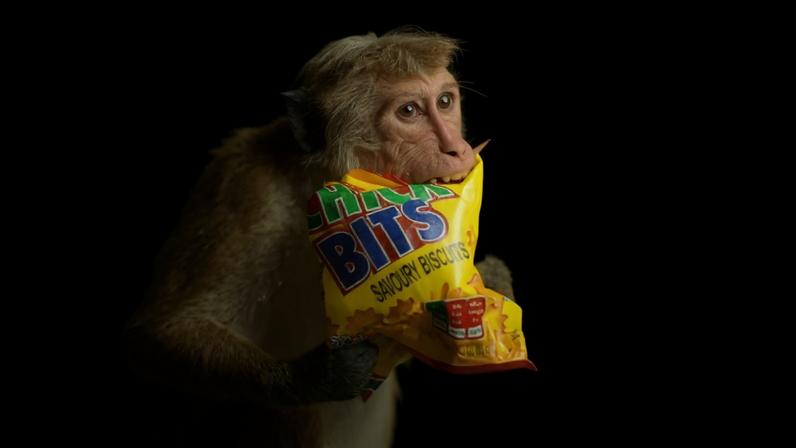 Macaco consome alimento embalado em plástico — Foto: Thilina Kaluthotage/NurPhoto/Getty Images