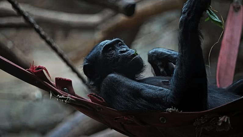 Bonobo descansa em uma rede enquanto se alimenta no zoológico de Frankfurt, na Alemanha
