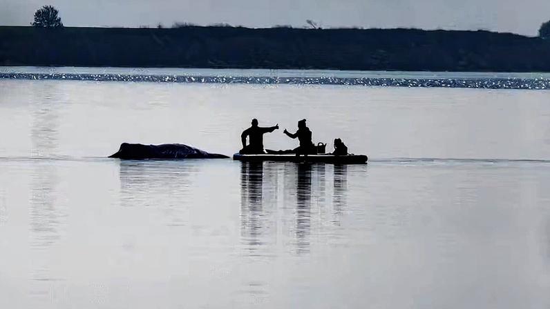 Socorristas atuam ao lado da baleia-jubarte “Timmy” durante operação de resgate; equipe utiliza toalhas úmidas para manter o animal hidratado. — Foto: Morris MacMatzen/Getty Images