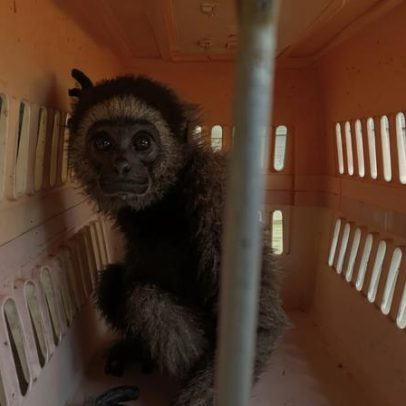 Especialistas investigam fatores que impulsionam a demanda de tráfico de gibbons