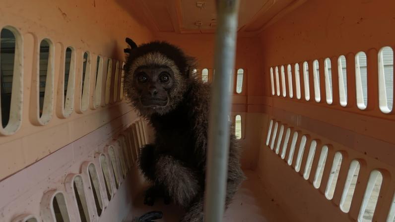 Especialistas investigam fatores que impulsionam a demanda de tráfico de gibbons