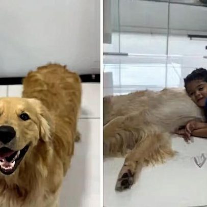 Interação entre menino de 3 anos e Golden Retriever diverte a web
