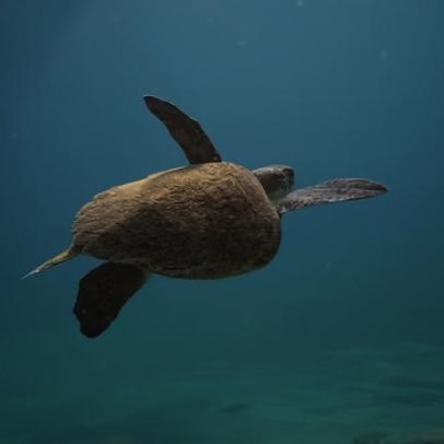 Pesquisa busca origem das tartarugas residentes em Arraial