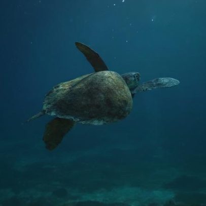 Pesquisa procura origem das tartarugas que vivem em Arraial