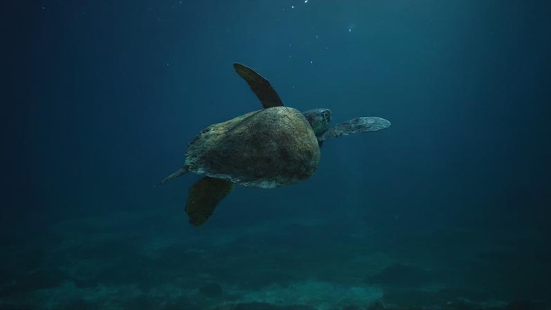 Arraial do Cabo (RJ), 13/04/2026 – Tartaruga-verde (Chelonia mydas) na Pedra Vermelha, região do Saco do Anequim, na Reserva Extrativista (RESEX) Marinha do Arraial do Cabo. Foto: Fernando Frazão/Agência Brasil