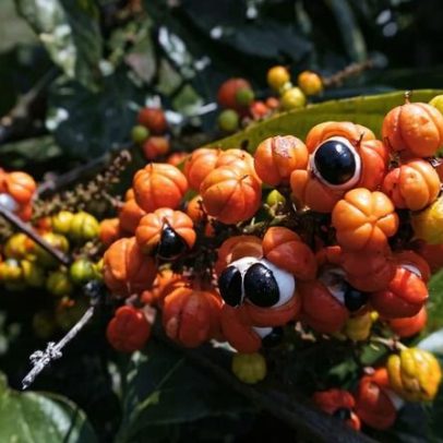 Guaraná oferece 6 benefícios à saúde e orientações de uso adequado