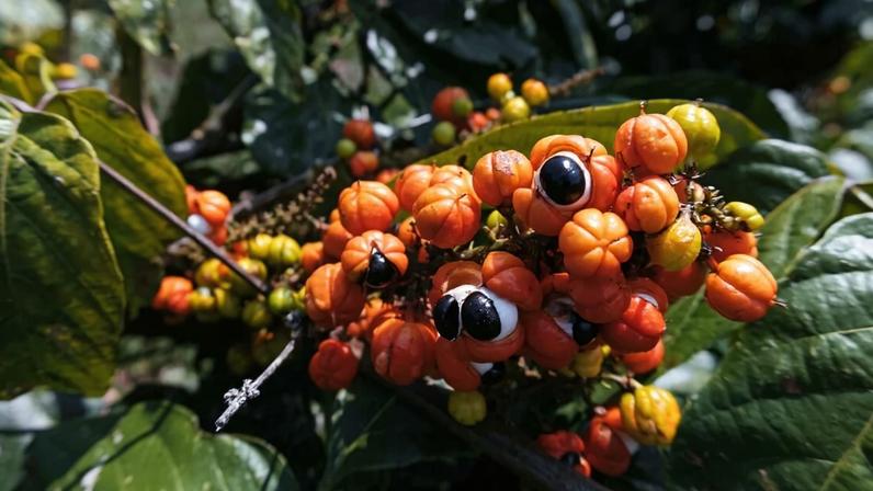 O guaraná tem propriedades que favorecem a saúde geral do corpo