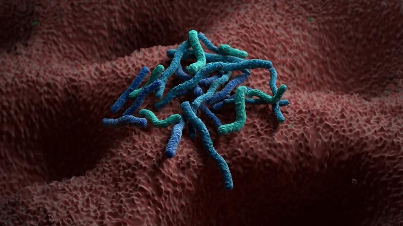 Ilustração de bactéria H. pylori no interior do estômago - Metrópoles
