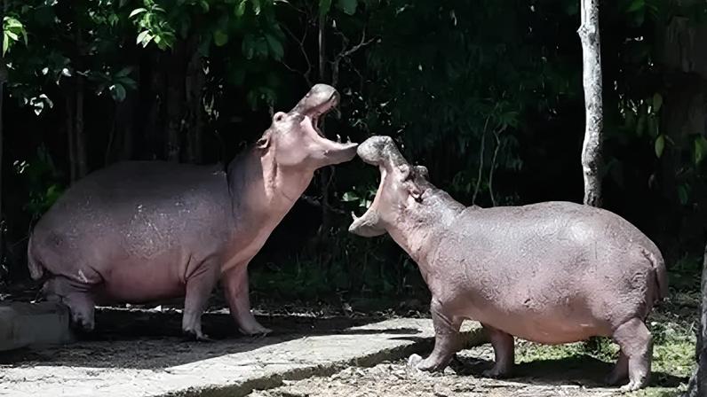 Hipopótamos na região da Antióquia, na Colômbia
