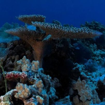 Conselho recomenda abrir monumentos marinhos do Pacífico para pesca comercial