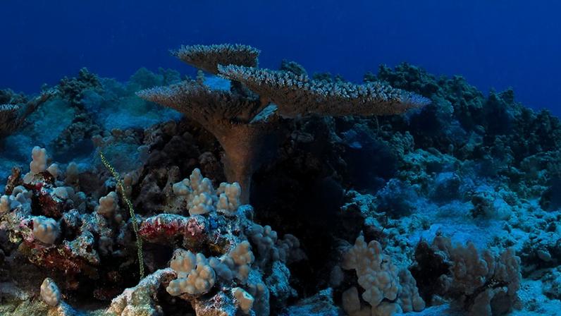Conselho recomenda abrir monumentos marinhos do Pacífico para pesca comercial