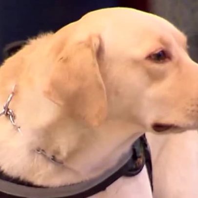 Cães treinados ajudam pessoas com autismo a ganhar autonomia