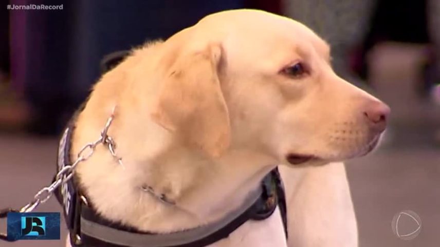 Saiba como cães treinados ajudam pessoas com transtorno do espectro autista a ganhar mais autonomia