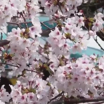 Reta final da floração de cerejeiras em Tóquio envolve clima e economia